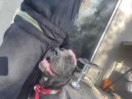 Need a Foster or Rescue ASAP: My Neighbors and I found a Grey Female Cane  Corso this morning in Plymouth Landing Apopka Florida. Looking for a foster  or rescue to hold on