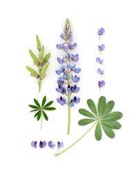 Wild Lupine Botanical Still Mary Jo Hoffman Lupine Flowers Flower Drawing Lupines