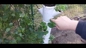 Ich bin da jetzt sehr erstaunt, dass ihr so schlechte erfahrungen habt. Erdbeerturm Sissi Strawberry Erdbeeren Auf Kleiner Flache Anpflanzen Youtube