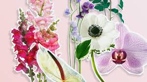Which of the following clothing garments can't be purchased from the stylist? 15 In Season May Flowers For Your Spring Wedding Flowers For You May Flowers Seasonal Flowers