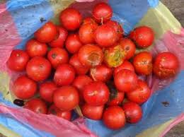 Image result for Cucumis meeusei