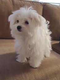 Maltese Coconut At 5 Months Toda La Informacion Y Productos Especializados Para El La Raza Perro Maltes Puppies Cute Dogs Maltese Puppy