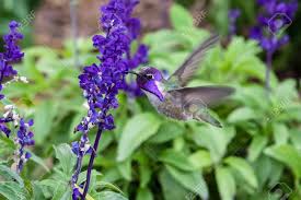 The purple flowers are a built in barometer! Costa S Hummingbird Calypte Costae Hovering Bright Purple Head Feeding On Purple Flowers In Arizona S Sonoran Desert Stock Photo Picture And Royalty Free Image Image 137485928