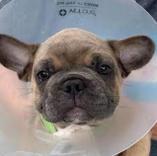 12140 hoyt st, sylmar, ca 91342. Rescue Group Says They Will Not Turn Over French Bulldogs Found At O Hare Wgn Tv