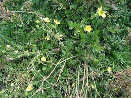 Image result for Ranunculus multifidus