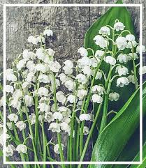 Hier finden sie die gesetzlichen feiertage für hamburg des laufenden (), der beiden folgenden (2022, 2023) sowie des vergangenen jahres ().wählen sie rechts aus um sich die ferien einer anderen region oder eines anderen jahres anzeigen zu lassen. 1 Mai Maiglockchen Relocation Services Toulouse