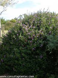 Image result for Barleria