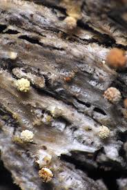 Image result for Scleria pooides