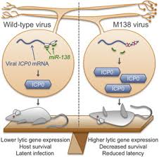 John collins said his left ankle sprain is nothing too bad. feels like he twisted it. A Neuron Specific Host Microrna Targets Herpes Simplex Virus 1 Icp0 Expression And Promotes Latency Sciencedirect