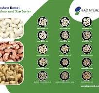 Fully Automated Nut Color Sorter Manufacturer, Nut Sorting ...