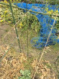 やばい アスパラガスが枯れてきた 茎枯病かな ちょろ松の家庭菜園奮闘記 楽天ブログ