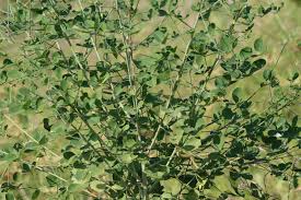 Image result for Crotalaria laburnifolia