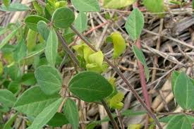 Image result for Macrotyloma daltonii