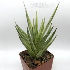 Image result for Sansevieria