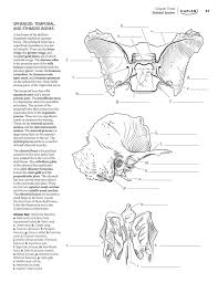 Download Anatomy Coloring Pages Skull Anatomy Drawing Diagram