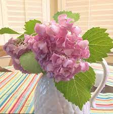 Pin On Gardening