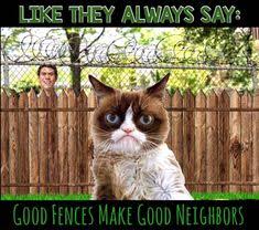 Grumpy Cat Grumpy Cat Funny Dog Photos Funny Animal Photos