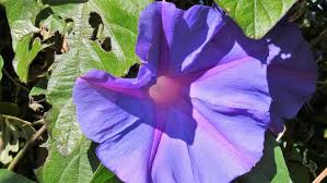 Image result for Ipomoea tuberculata