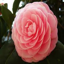 Camellia Tea 10 Seed Tea Flower Of Green Tea Pink Random Style Seeds Indoor Flowers Flower Seeds Plant Pot Diy