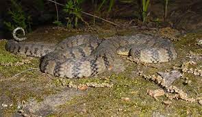 Diamondback Water Snake Reptiles Diamondbacks Snake