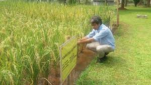Hasil padi daripada penggunaan mesin hasil kajian juga menunjukkan penggunaan sains dan teknologi yang diaplikasikan dalam sektor pertanian sawah padi digunakan secara meluas di. Infopublik Pp Iptek Berhasil Uji Coba Tanam Padi Varietas Sidenuk