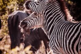 Budget Travel In Nxai Pan National Park Budget Travel Guide