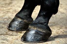 White Line Disease Identifying Treating And Preventing Aqha