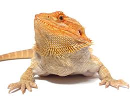 We did not find results for: Bearded Dragons As Pets Dangers Cost To Buy One And Ease Of Care Embora Pets