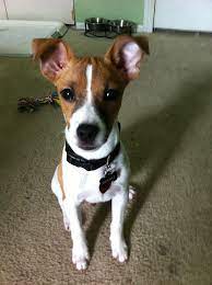 jack russell toy fox terrier jack russell fox terrier toy fox terriers