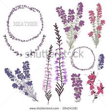 What Colour Is Scottish Heather The Plant Google Search Scottish Tattoos Heather Flower Heather Plant