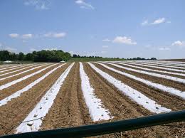 Pine mulch is a good ground cover option for your dog run. Plastic Mulch Wikipedia