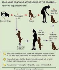 Train Your Dog To Sit At The Sound Of The Doorbell Ohlandtvet Chs Dog Solution Dog Sitting Training Your Dog