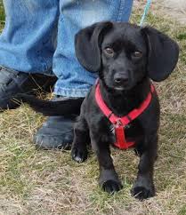 Black And White Dachshund Mix Veterinarian In Valparaiso In Usa Dachshund Mix Weiner Dog Dachshund