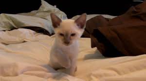 For the public, however, it seems that there is no such polarization of views. Lilac Point Siamese Kitten Youtube