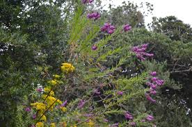 Image result for Senecio auriculatissimus