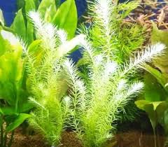 Image result for Limnophila fluviatilis