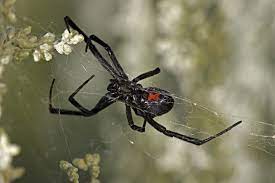 Black widow and tarantula can kill just in one bite. Do Spiders Bite Humans Why Spider Bites Are Rare