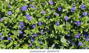 Image result for Lysimachia monelli