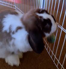 Rabbits communicate much information by how they position and move their bodies, and loudly grinding teeth: Hi I M Snoopy My People Gave Me This Cool Salt Lick I Check It Now And Then Pet Bunny Rabbits Pet Bunny Indoor Pets