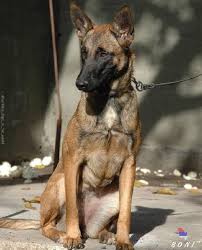 Of the breeds listed, the malinois is the most widely recognized. How To Train And Understand Your Belgian Malinois Puppy Dog Pdf How To Train Your Belgian Malinois Puppy