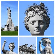 Ospreys building nest