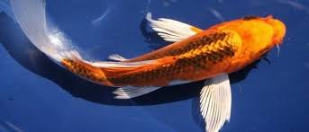 Ikan Koi Hirenaga