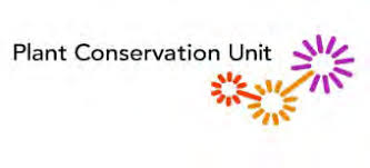 Image result for Pavetta vanwykiana