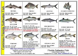 Tackle Box Id Florida Saltwater Fish Identification Card Jumbo Edition 60 Common Fish May 2019 Rules