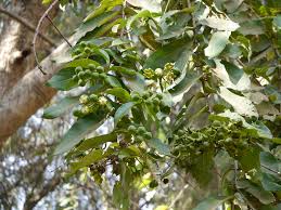 Image result for Duabanga