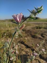 Image result for Convolvulaceae