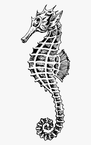 A regular pencil eraser and paper are all you need. Drawing Seahorse Hd Png Download Transparent Png Image Pngitem