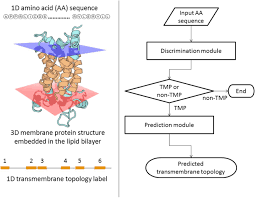 Pureseqtm Efficient And Accurate Prediction Of Transmembrane Topology From Amino Acid Sequence Only Biorxiv