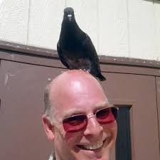 Missing pet pigeon flies to school of young owner