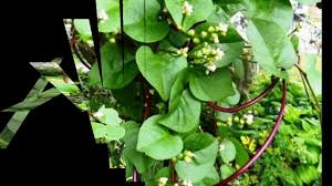 Maybe you would like to learn more about one of these? Daun Binahong Untuk Luka Bakar Apa Bagaimana